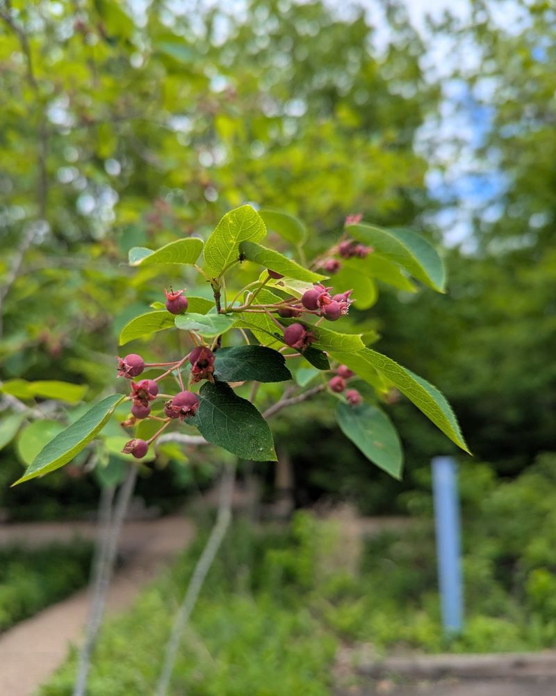 Serviceberry