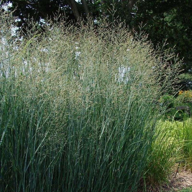 Switchgrass (Panicum Virgatum)