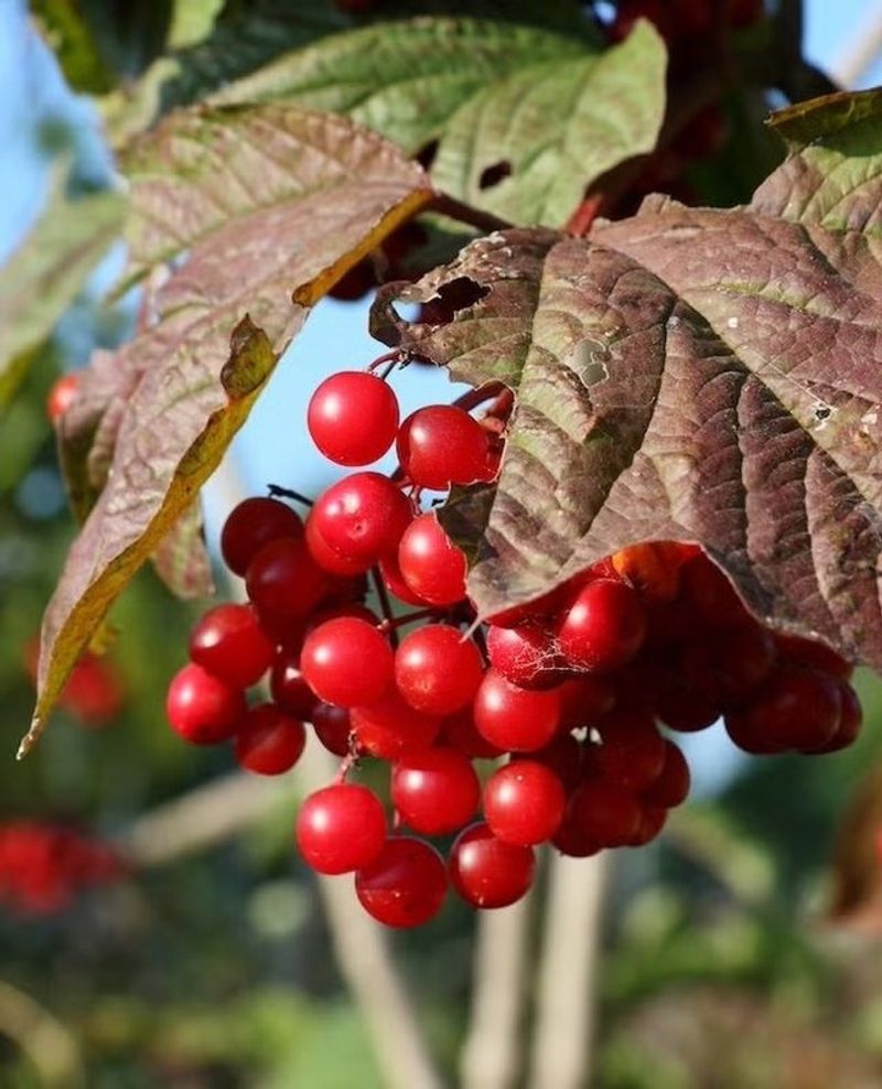 American Cranberry Bush (Viburnum trilobum)