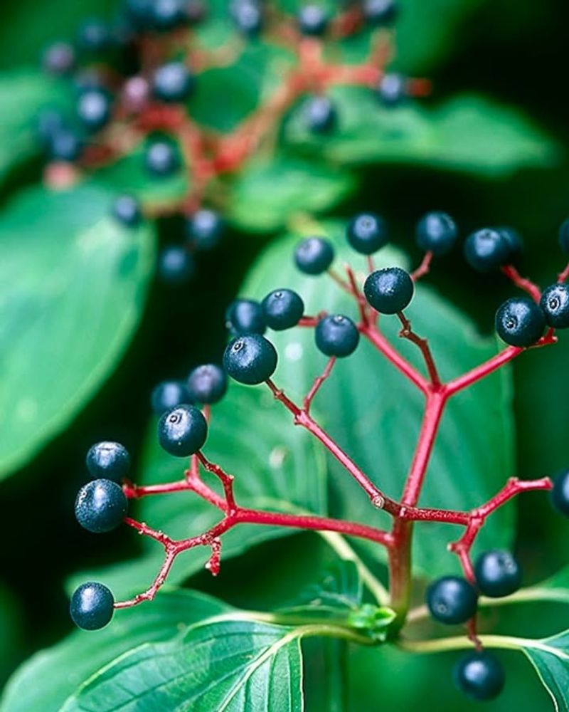Pagoda Dogwood (Cornus alternifolia)