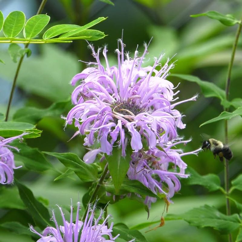 Wild Bergamot Offers Fragrance And Pollinator Support