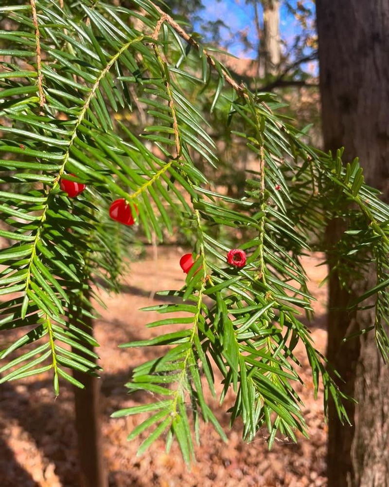 Yew (Taxus Spp.)