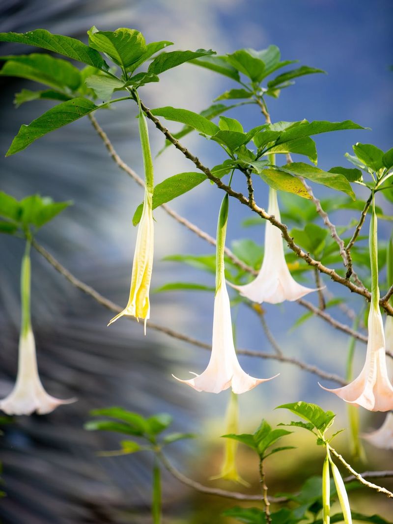 Angel's Trumpet Tree Form (Brugmansia Species)