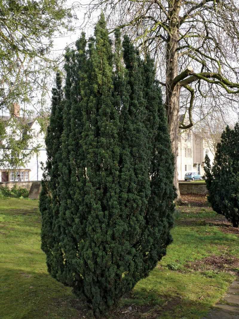 English Yew Tree