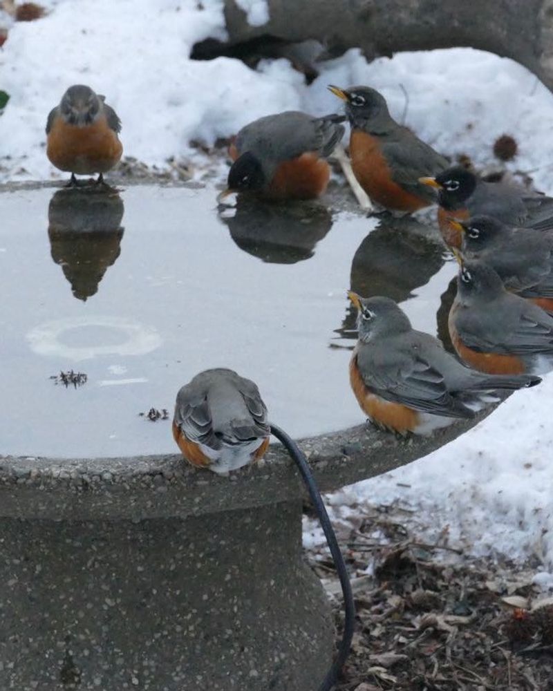 Heated Bird Baths Offer Crucial Water Access