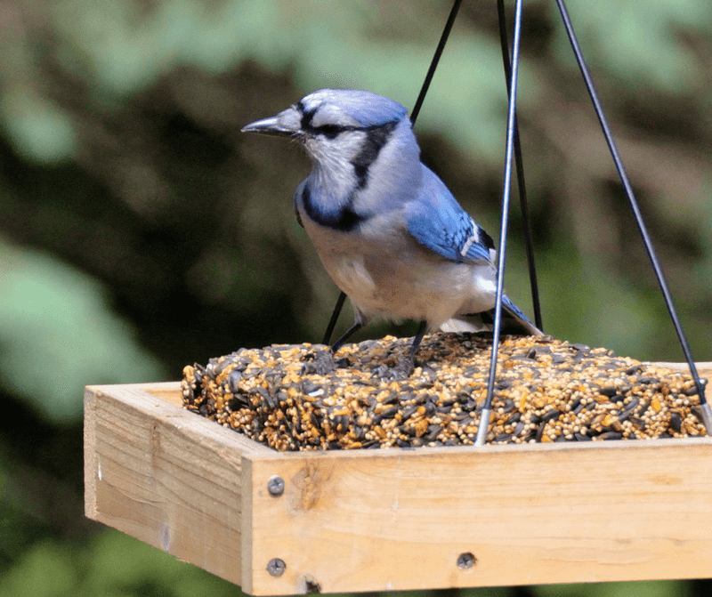 Suet Cakes With Nuts