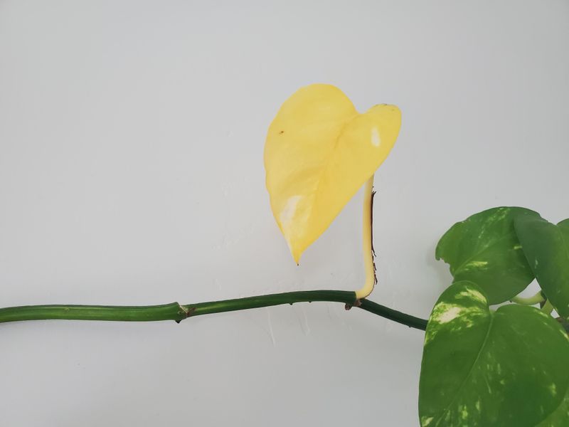 Pale Or Faded Leaves Losing Their Color