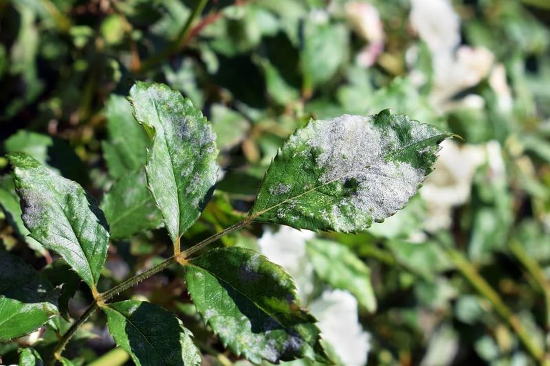 Powdery Mildew And Why It Appears In Cool, Humid Weather