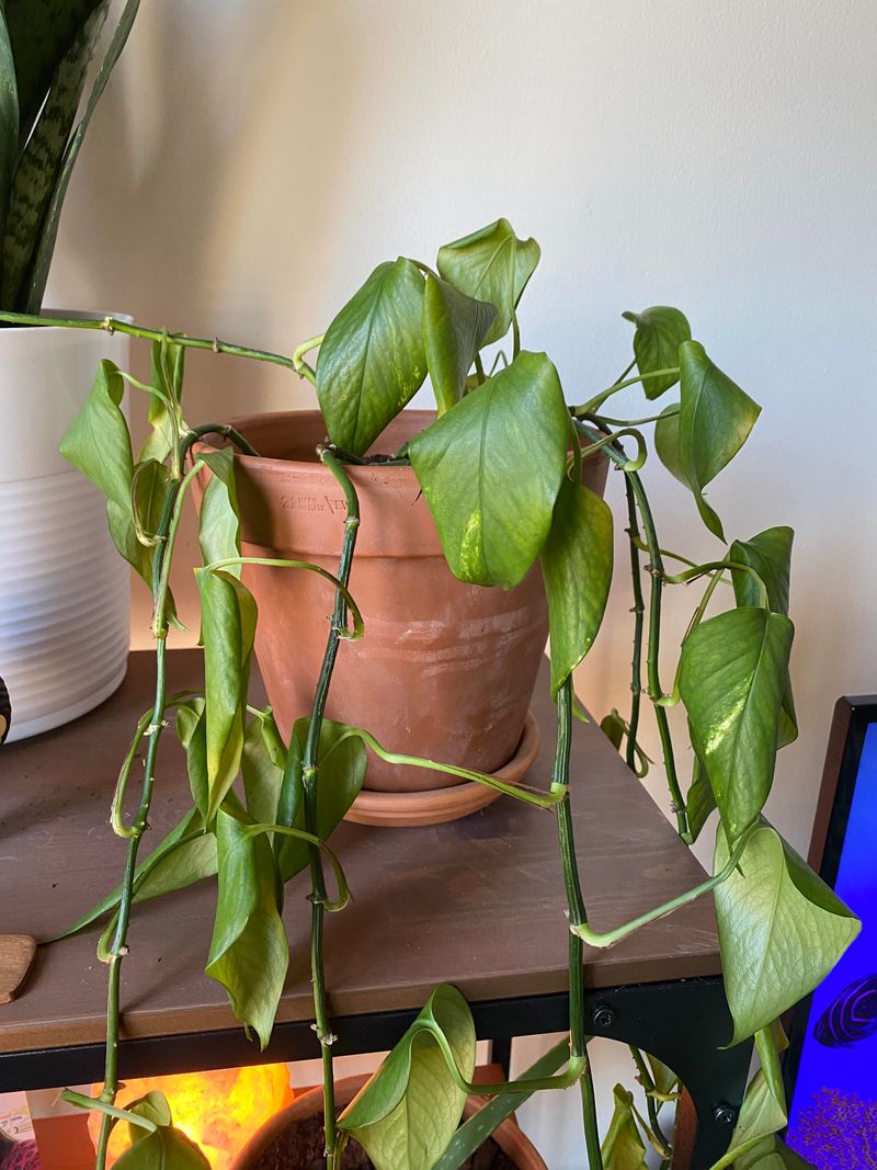 Drooping Or Wilting Vines