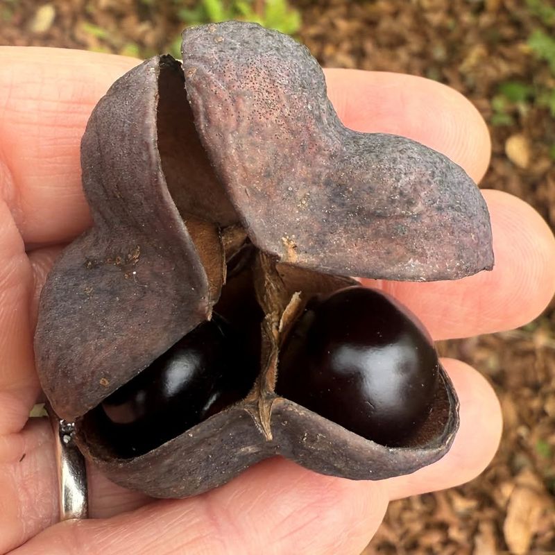 Mexican Buckeye