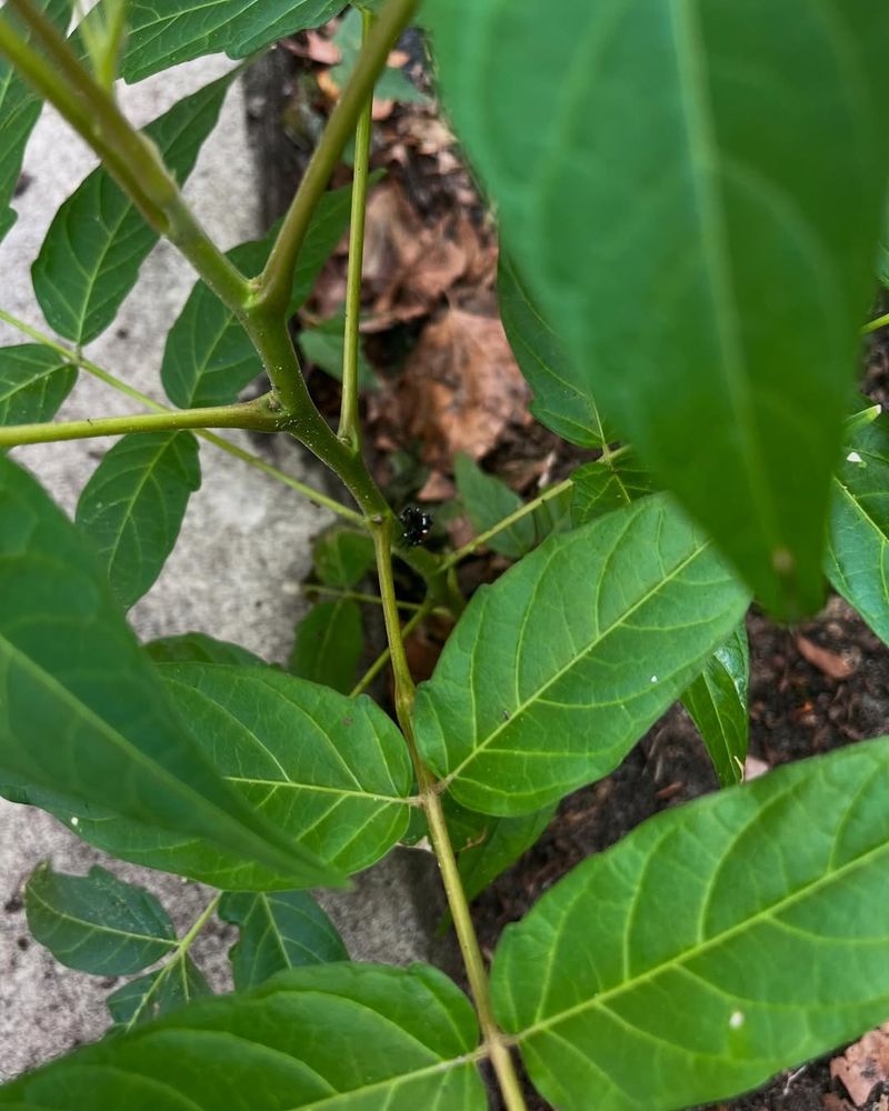 Tree Of Heaven (Ailanthus Altissima)