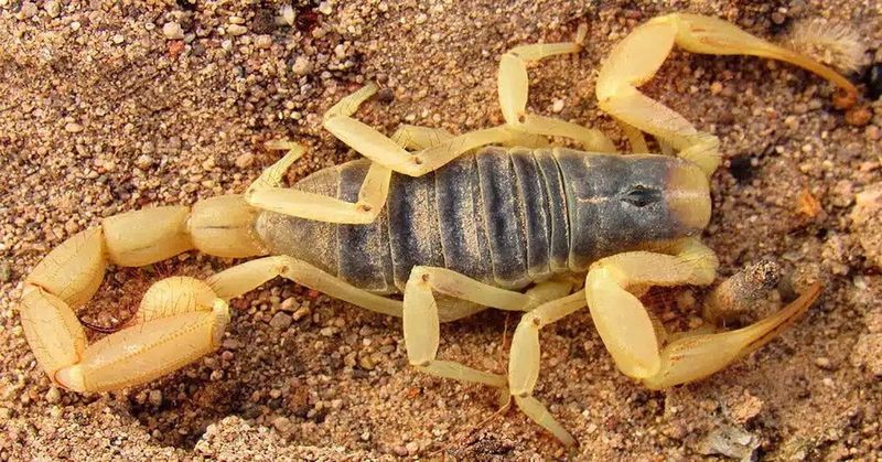 Desert Hairy Scorpion