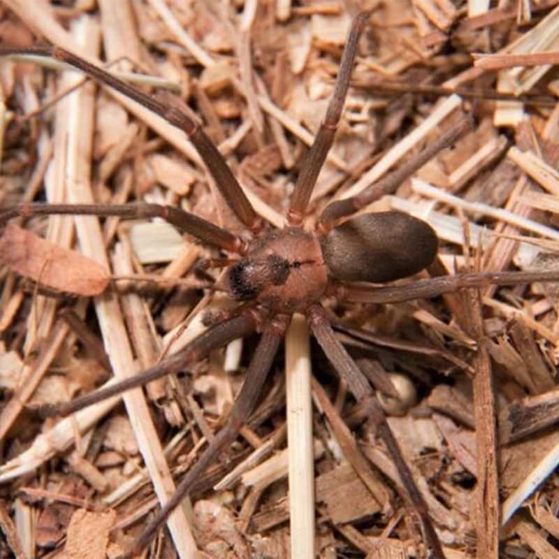 Brown Recluse Spider