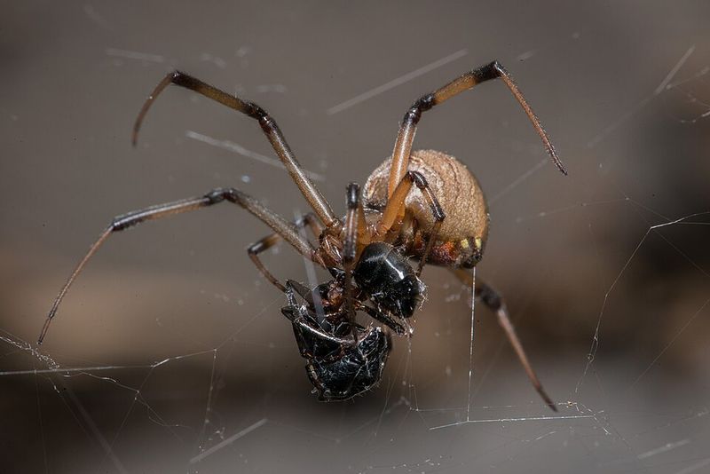 Brown Widow Spider