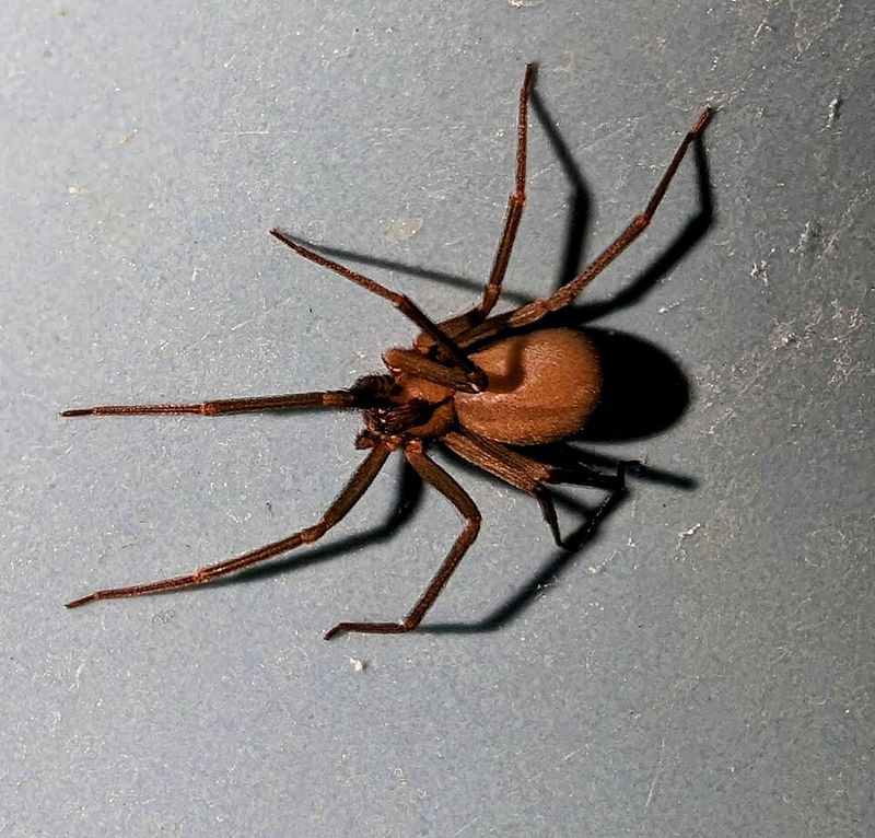 Brown Recluse Spider