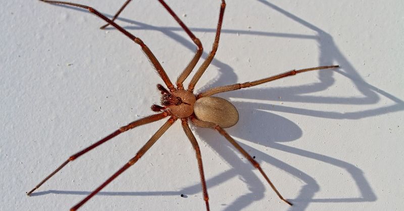 Brown Recluse Spider (Loxosceles Reclusa)