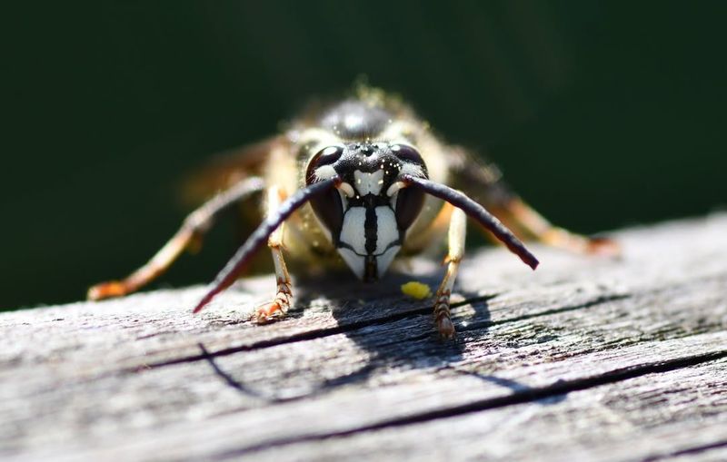 Bald-Faced Hornet (Dolichovespula Maculata)