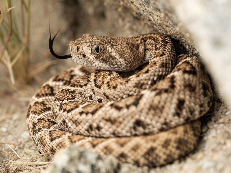 Western Diamondback Rattlesnake