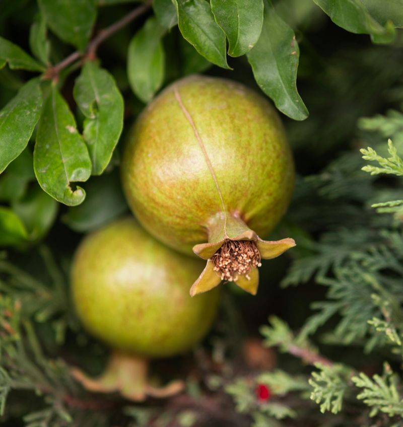 Pomegranates