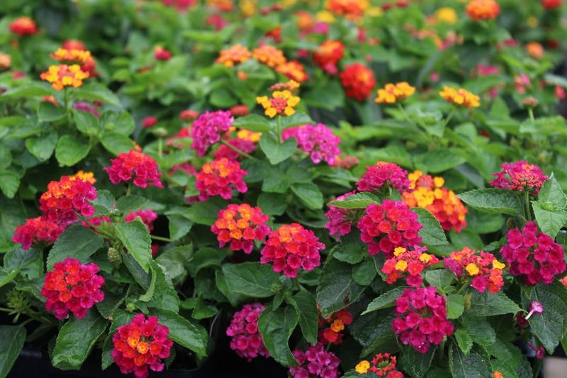 Lantana