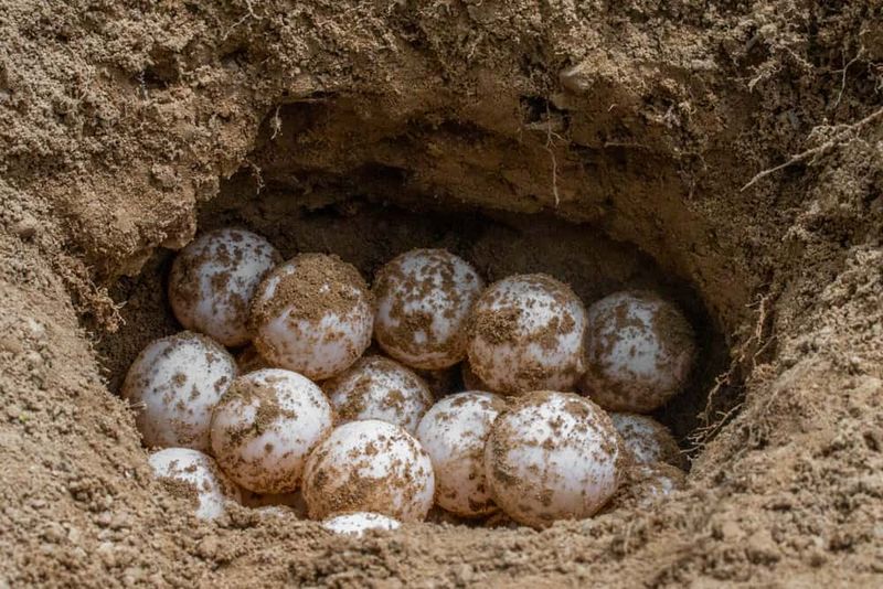 Snapping Turtle Nests And Eggs (Outside Legal Harvest Seasons)