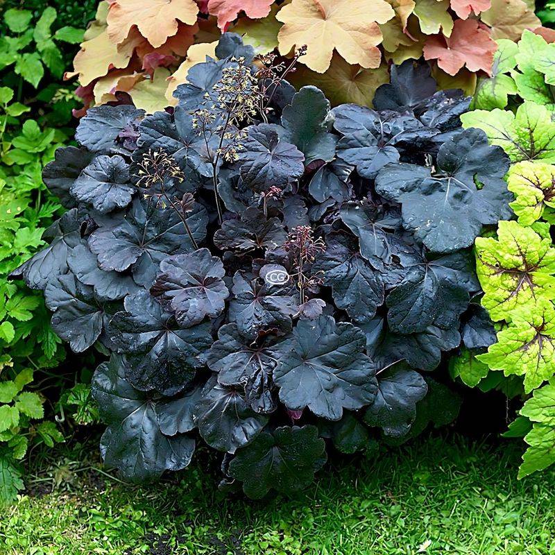 Coral Bells 'Obsidian'