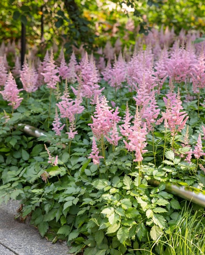 Astilbe