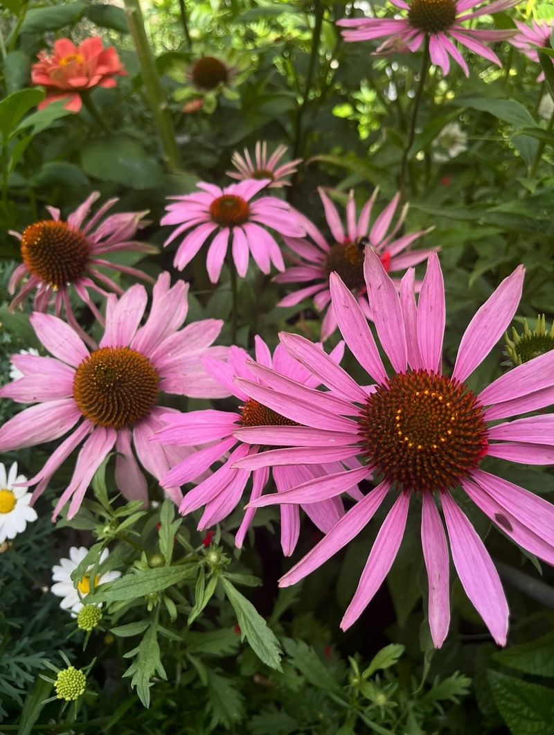 Purple Coneflower