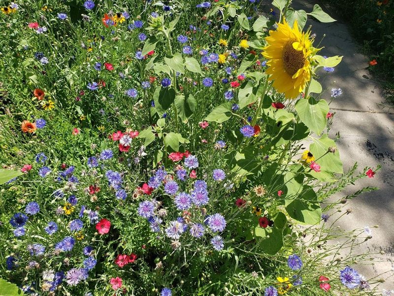 Why Xeriscaping And Meadow Landscaping Are Growing Trends In The Great Plains