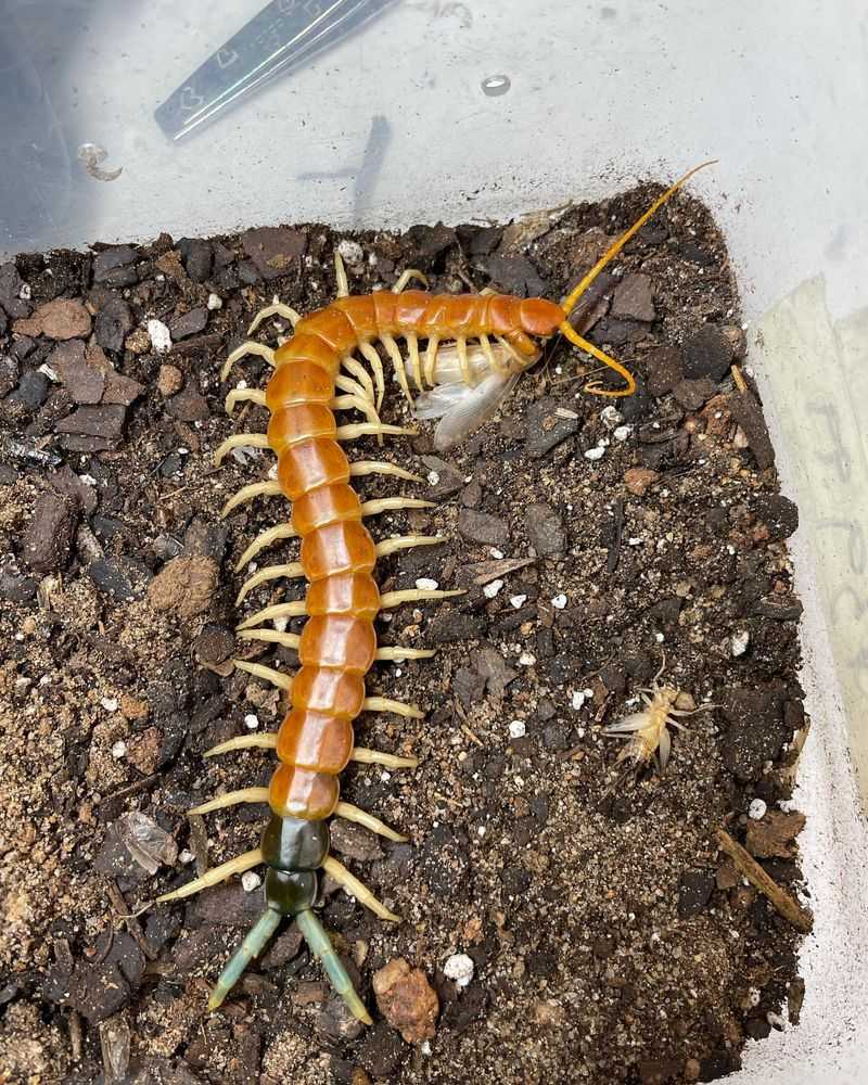 Centipedes (Large Desert Species)
