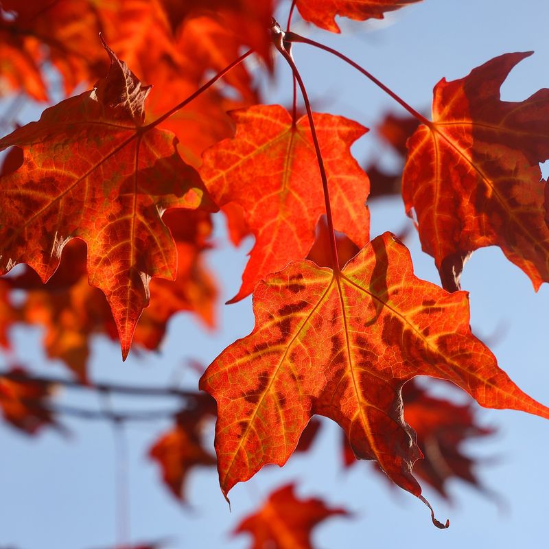 You Cannot Sue For Normal Leaf Drop