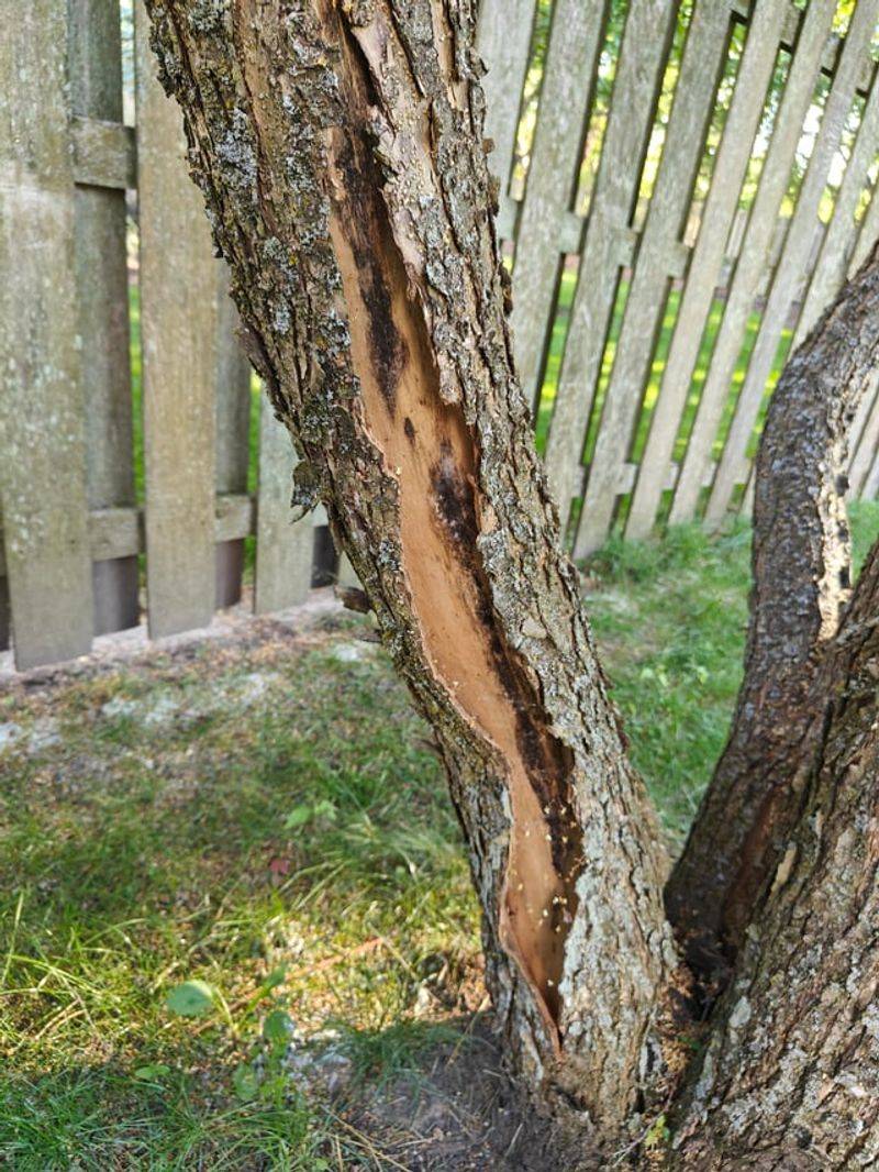 Sunscald Damage Becomes More Likely