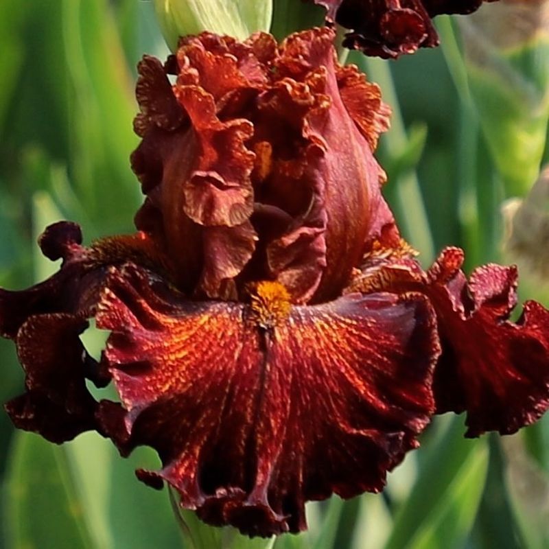 Wetland Habitat Requirements Make It Location-Specific