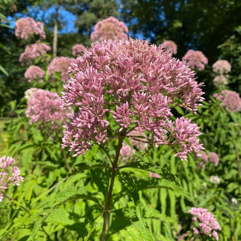 Joe Pye Weed