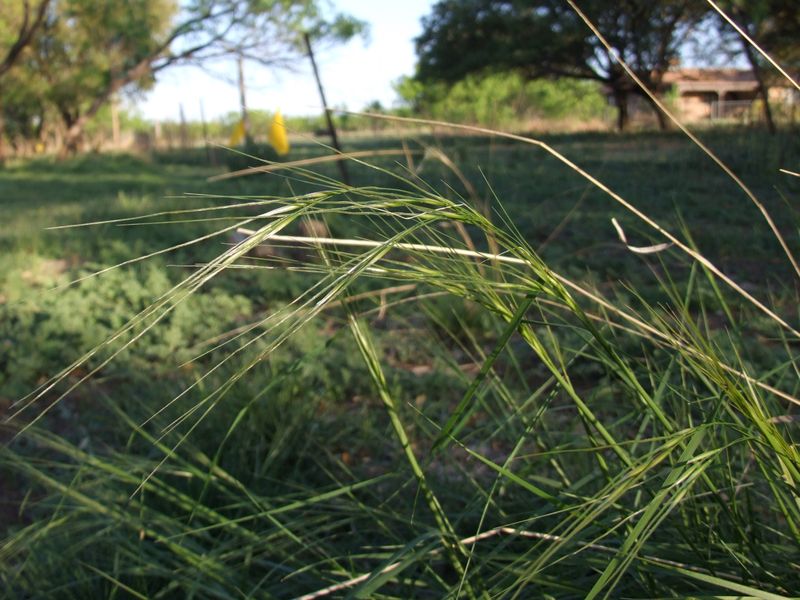 Texas Wintergrass (Nassella Leucotricha)