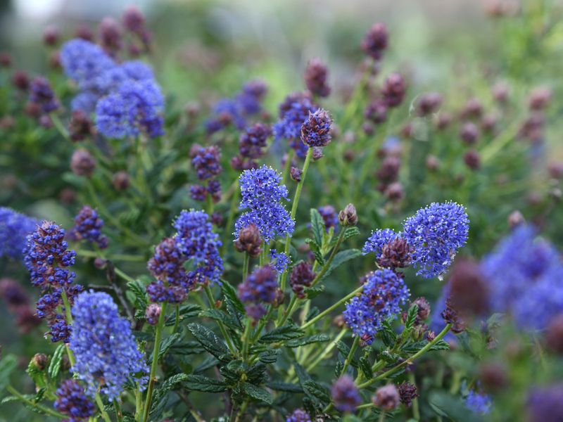 Ceanothus (low-growing and groundcover types)
