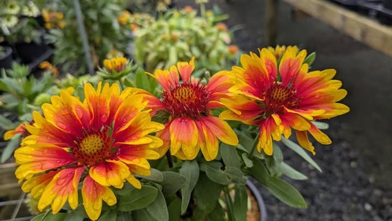 Fireworks Gaillardia