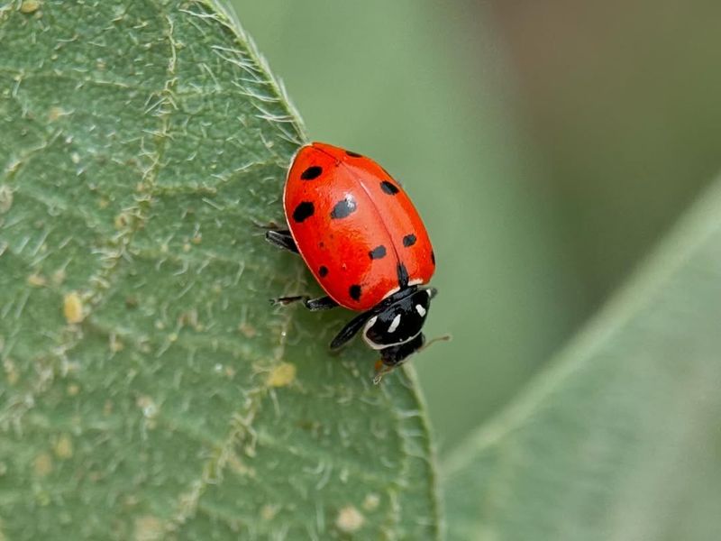 Ladybugs Signal Good Fortune Ahead