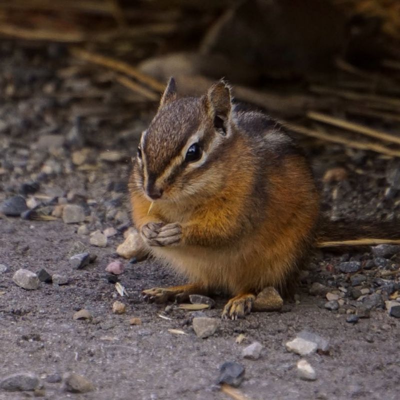 Chipmunks Store Hidden Treasures