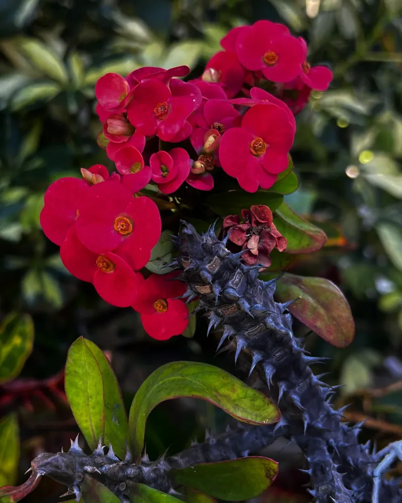 Crown Of Thorns (Euphorbia Milii)