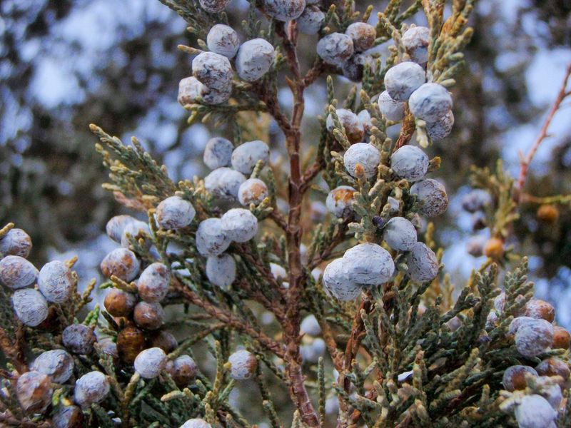 Rocky Mountain Juniper