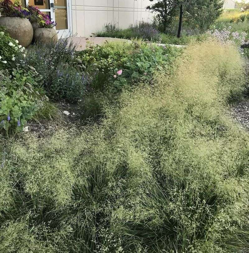 Deschampsia