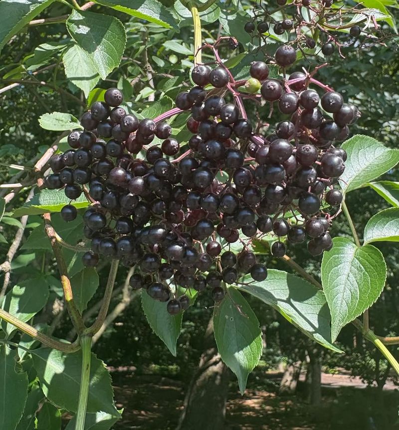 Elderberry