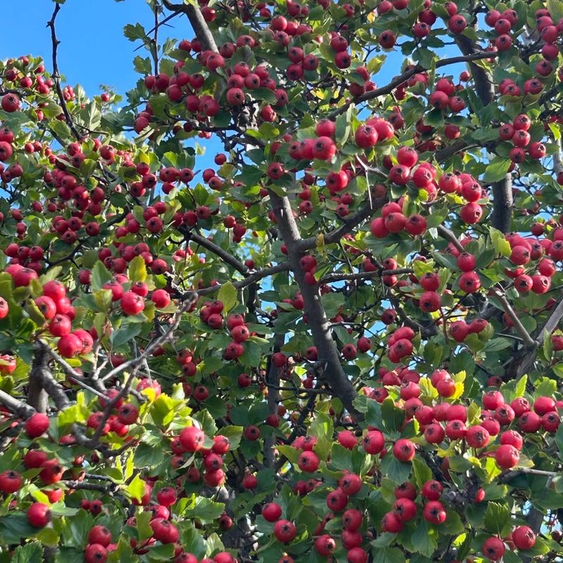 Hawthorn (Crataegus Spp.)