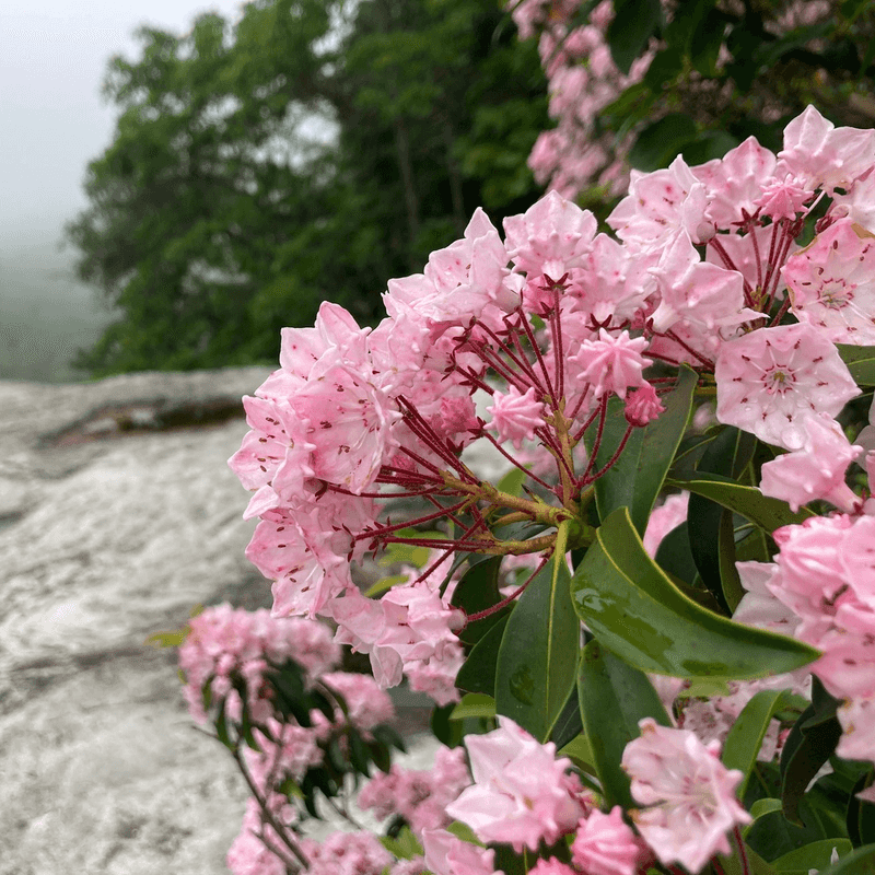 Mountain Laurel (Kalmia latifolia)