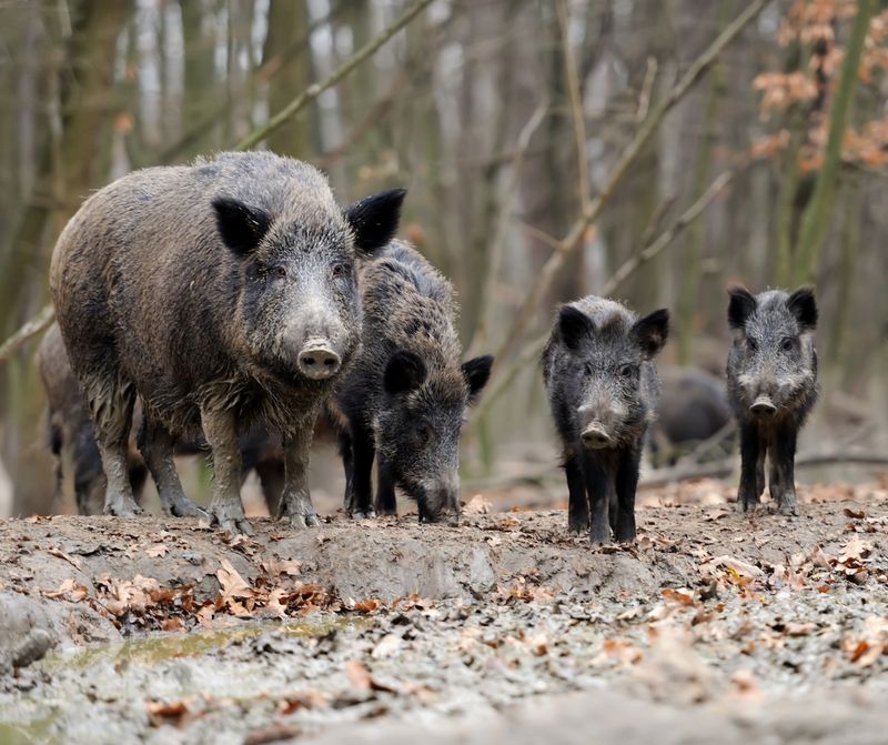 Feral Swine / Wild Boar (Sus Scrofa)