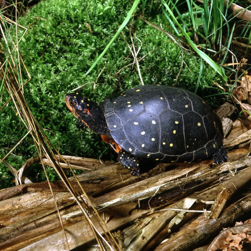 Spotted Turtle (Clemmys Guttata)