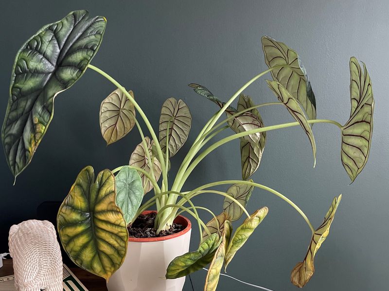 Adjust Watering Schedules For Dormant Growth Periods