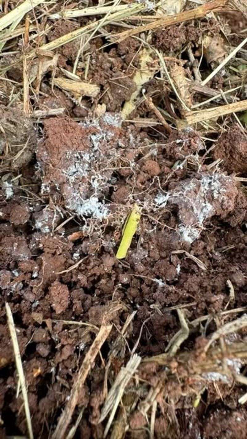 Banishing Fungal Invaders Hiding In Winter Soil