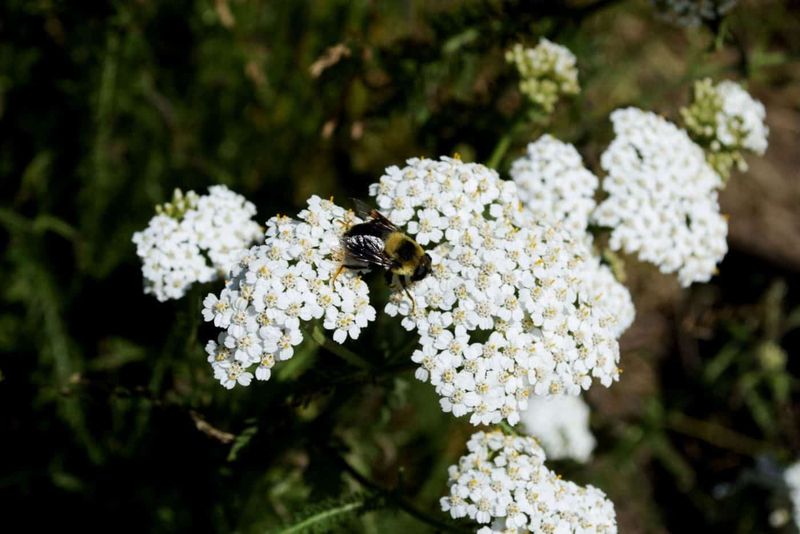 Yarrow Improves Overall Tree Health